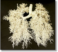 Plasticized Lungs showing bronchial tubes