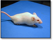 http://news.stanford.edu/news/2005/august24/gifs/mice_smooth.jpg